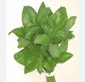 basilic
