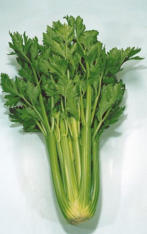 Céleri branche