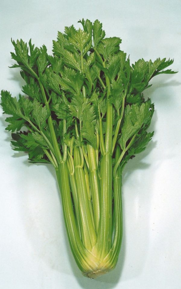 Céleri branche