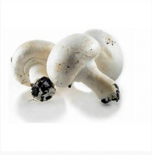 Champignon-paris-blanc