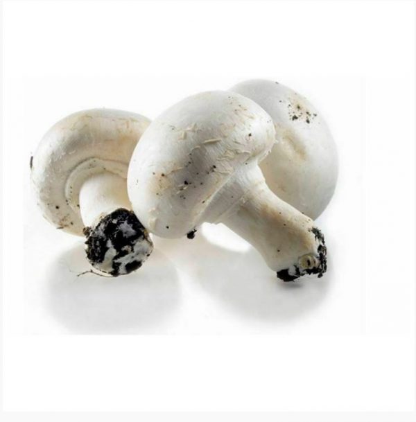 Champignon-paris-blanc