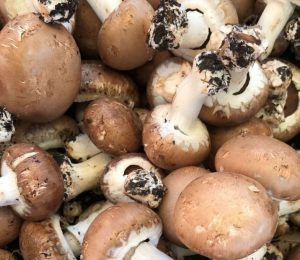 Champignon-paris-brun.