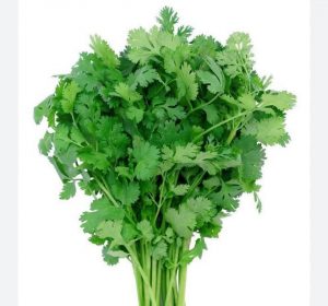 coriandre