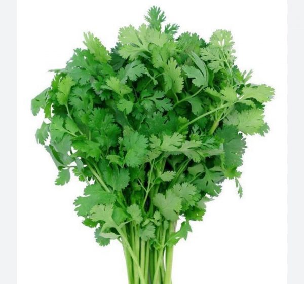 coriandre