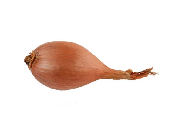 Echalote