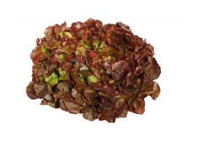 Feuille de chêne rouge