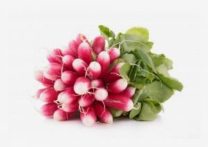 Radis-rose