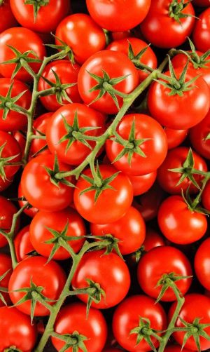 Tomates-grappes
