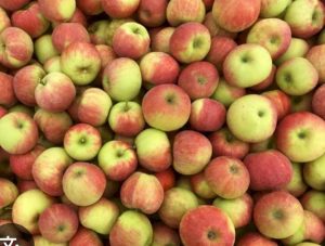 pomme de reinette vrac