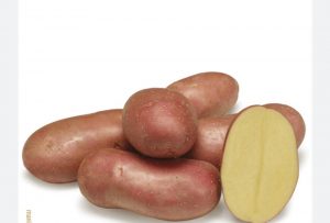 pomme de terre rouge