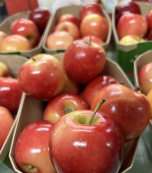 pomme rockit bio