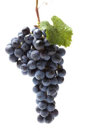 raisins muscat