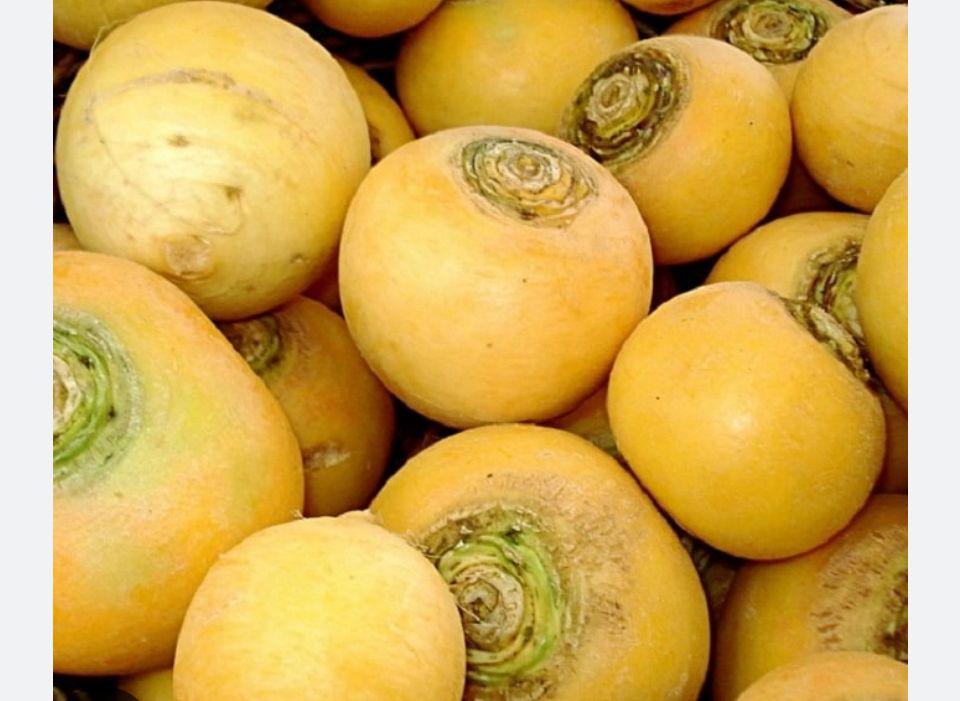 navet gold navet gold