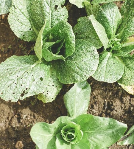 A propos farming03 free img